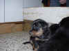 DSC01005.JPG (61082 octets)