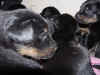 DSC01006.JPG (61305 octets)