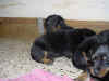 DSC01009.JPG (62327 octets)