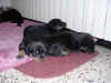 DSC01011.JPG (63212 octets)