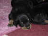 DSC01013.JPG (64427 octets)