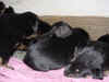 DSC01015.JPG (64091 octets)