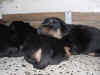 DSC01036.JPG (62539 octets)