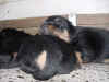 DSC01037.JPG (62642 octets)