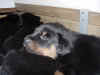 DSC01038.JPG (63645 octets)