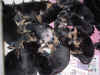 DSC01060.JPG (62153 octets)