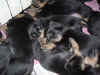 DSC01063.JPG (62851 octets)