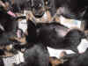 DSC01065.JPG (62634 octets)