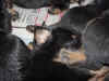 DSC01066.JPG (62658 octets)