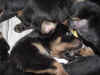 DSC01068.JPG (61251 octets)