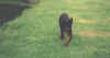 Arkoterrainface.jpg (30622 octets)