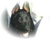 aicha tete face.jpg (31469 octets)