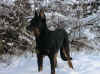 aram 8m bebout arbre neige.jpg (64265 octets)
