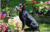 Arky 4mois assise xxx.jpg (104588 octets)